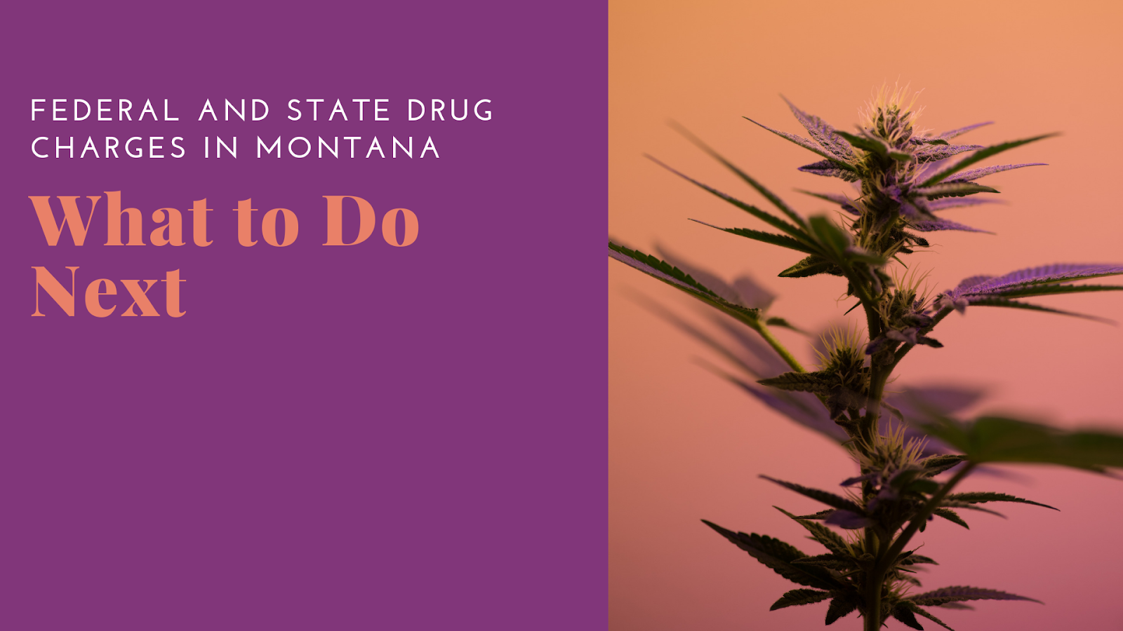 Drug Charges in Montana